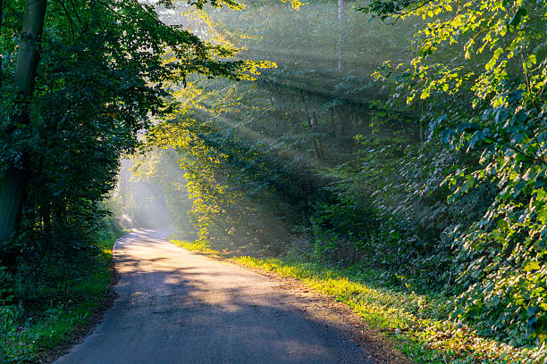 Morning sunlight illuminates asphalt road in forest, rays passing through dense foliage creating calm natural landscape and peaceful atmosphere in Polish countryside forest