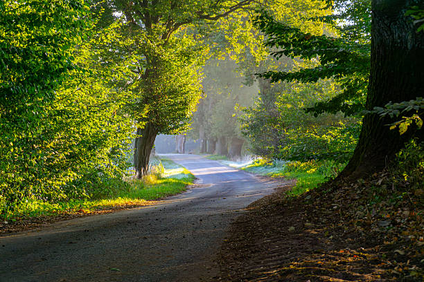 istock Rural asphalt road surrounded by trees in the morning with sunlight rays and light mist 2239710372