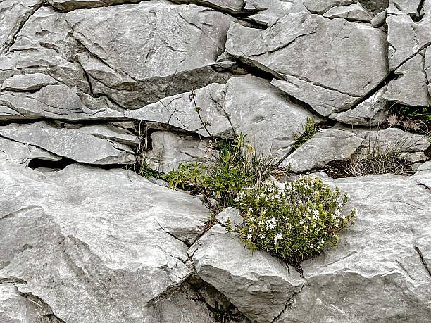 A resilient plant thrives in the cracks of an ancient stone wall, showcasing natures remarkable strength