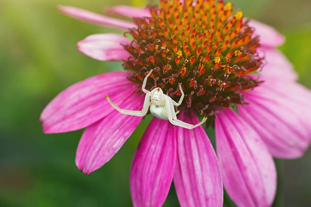 The white crab spider on Echinacea flower. Macro photo.
