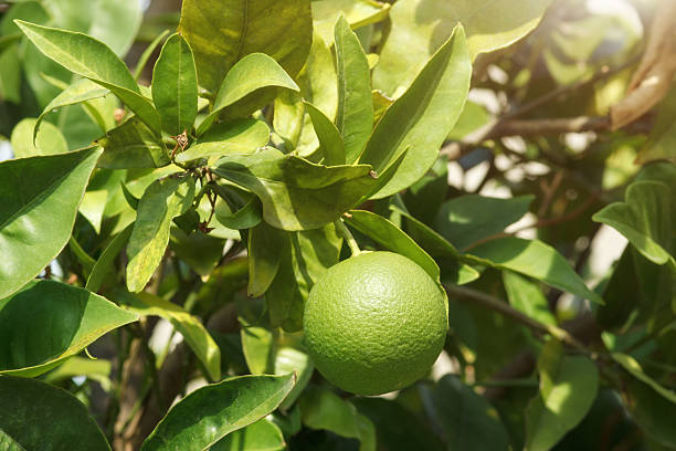 istock Green orange fruit growth on tree. Orange tree with green citrus fruit. 2239712866