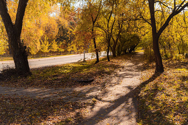 istock Forest Path in Autumn Sunlight with Golden Foliage 2239716051