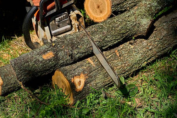 The sawn and felled branches and tree trunks from old trees were piled up in large heaps. Sanitary cutting of old trees.