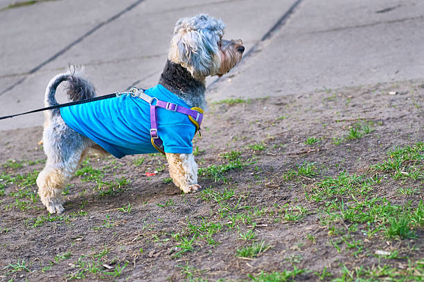 istock Wirehaired fox terrier in blue overalls on a leash in cool weather 2239716818