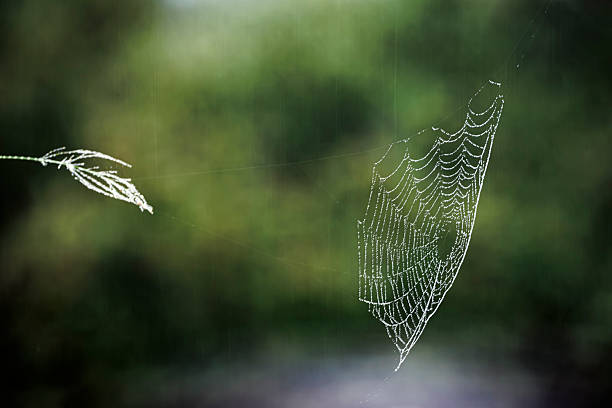 istock Cobweb in Greater Kruger National park, South Africa 2239718653