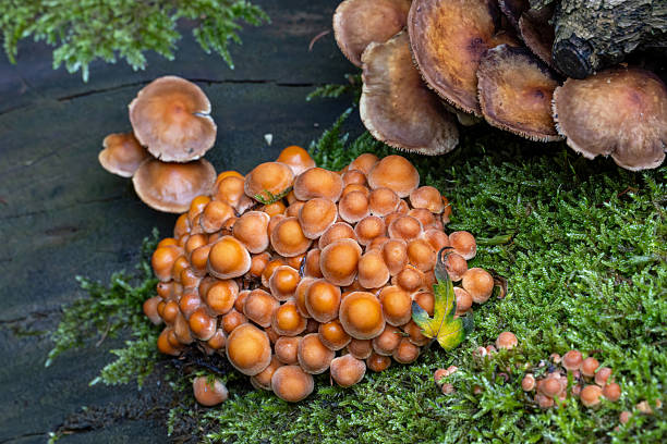 istock Mushrooms in the garden 2239718976