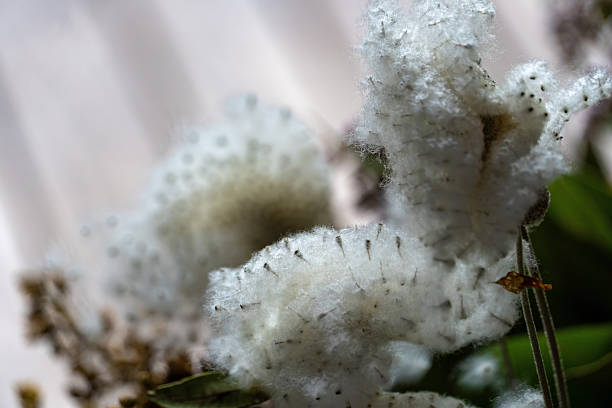 October 2025: Close-up of the white seed of Japanese Anemone