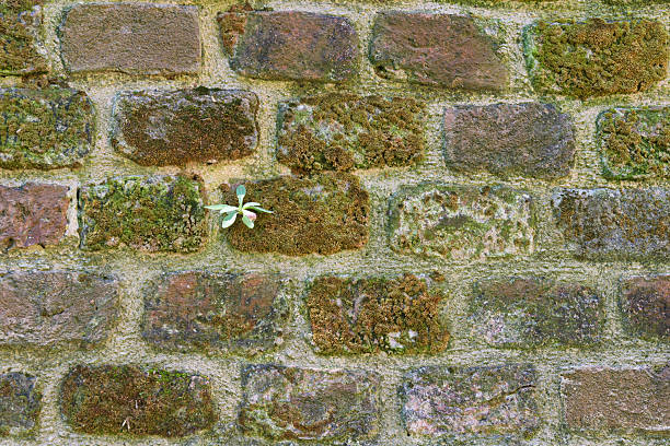 Close-up of an old brick wall covered in moss and lichen, with a single, small sprout emerging from one of the bricks, representing new growth. The textures of the brick and moss create a natural, rustic aesthetic, suitable for backgrounds or conceptual themes like resilience and renewal.