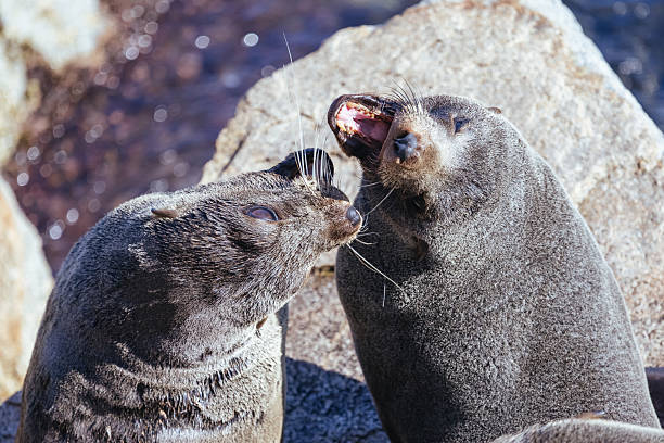 Seals fight for their territory in the sun on a warm spring day in Narooma, New South Wales, Australia