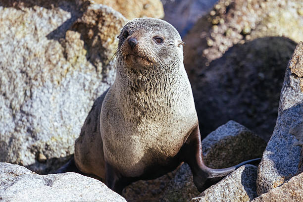 istock Seal in Narooma Inlet in Australia 2239724620