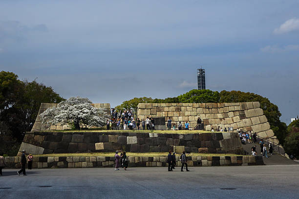 Tokyo, Japan - April 8, 2025: Edo Castle ruins with old blossoming cherry tree in front, in the springtime.