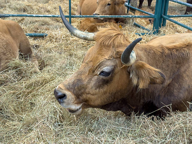 A close-up view of a brown cow's head with horns
