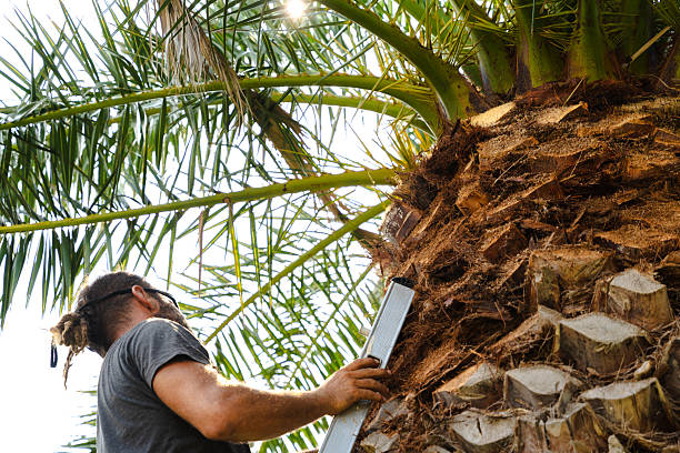 Professional gardener on ladder pruning large palm tree, performing garden maintenance work outdoors during summer. Concept of landscaping,agriculture,greenery,tropical plants and professional outdoor