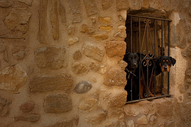 Two dogs peering through an ornate wrought iron barrier in an old stone wall, embodying themes of curiosity, protectiveness, and the rustic charm of traditional rural European life