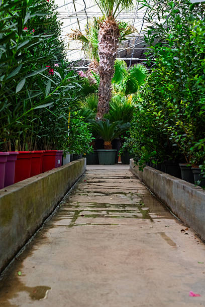 Wet concrete path winding through an indoor garden center, surrounded by various green plants and palm trees in pots under a greenhouse roof