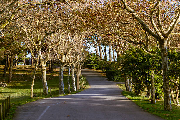 A tranquil, empty road winds through a tree-lined alley in the park on the Magdalena Peninsula in Santander, Spain, during a sunny autumn day.