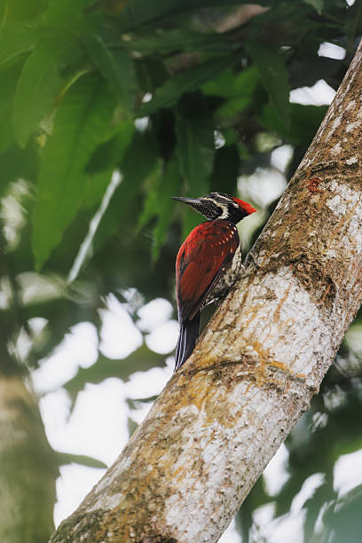 istock Crimson-Backed Woodpecker Perched on Tree in Sri Lankan Forest Habitat 2239734562