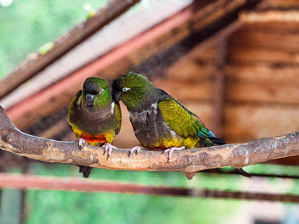 istock Two burrowing parrots grooming each other on a branch. Affection, wildlife bonding and tropical bird interaction. 2239735551