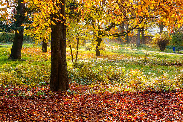 istock sunny scene with park trees in autumn leaves 2239737117