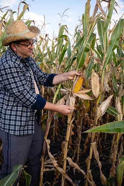 istock A farmer examines a ripe ear of corn in a field. The sun is setting, casting a warm light over the corn plants. The farmer wears a straw hat and casual clothing 2239741225