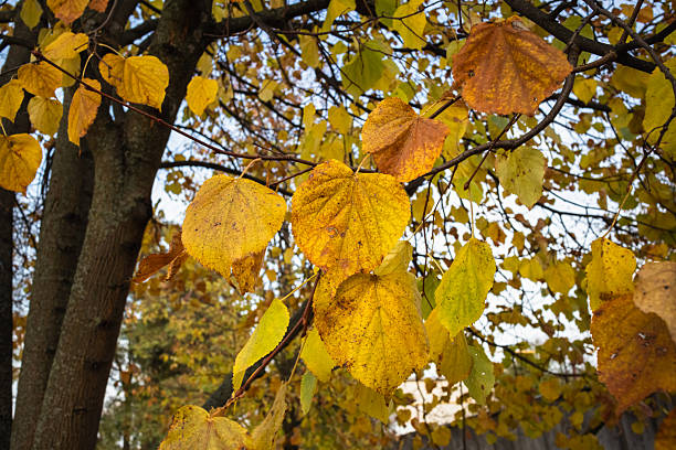 istock Linden in autumn with yellow leaves. 2239741335