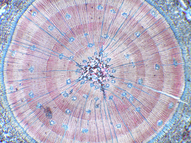 Pinus Stem Cross-Section with Annual Ringss under the microscope