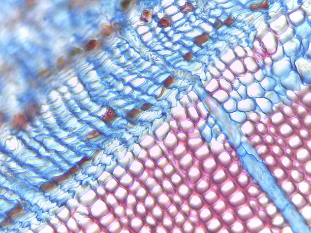 istock Pinus Stem Cross-Section with Annual Rings 2239742824