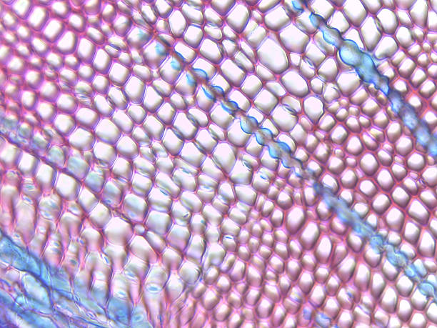 istock Pinus Stem Cross-Section with Annual Rings 2239742834