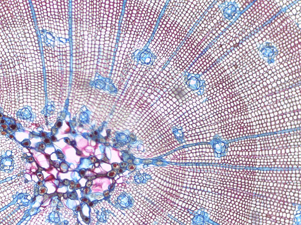 istock Pinus Stem Cross-Section with Annual Rings 2239743037