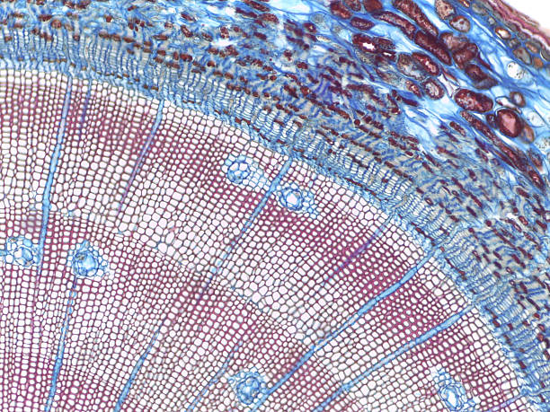 istock Pinus Stem Cross-Section with Annual Rings 2239743038