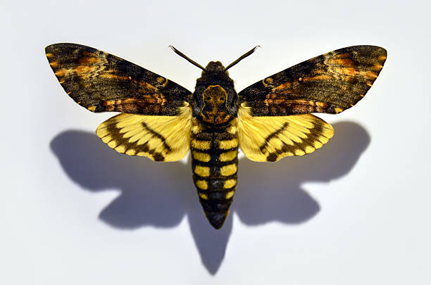istock Death's head hawkmoth butterfly isolated on a white background 2239743198