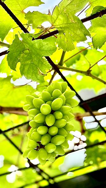 istock Green Grapes in Greenhouse 2239743306