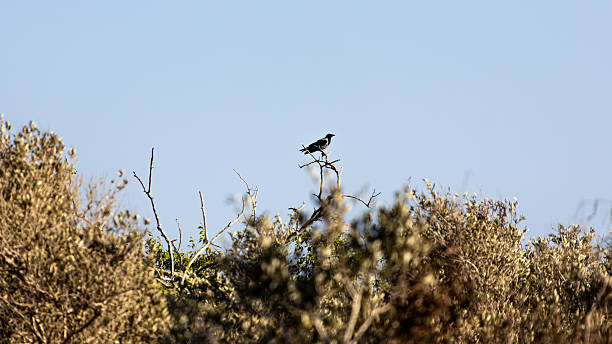 istock Black Bird Perched On Thin Branch Above Bushes Under Clear Blue Sky 2239743334