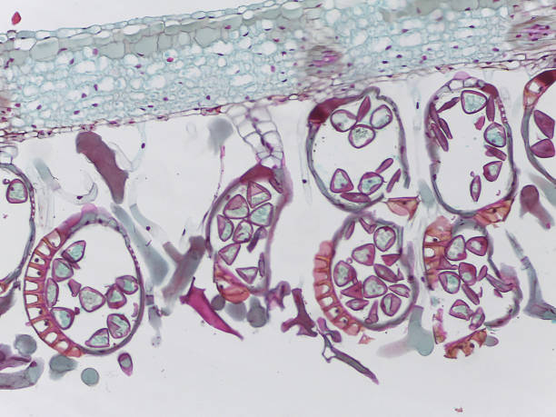 istock Acrostichum danaeifolium Leaf Cross-Section 2239743445