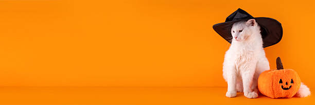 istock Halloween background with cat in witch hat and pumpkin 2239744624