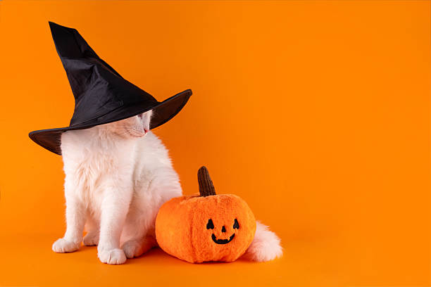 istock Halloween background with cat in witch hat and pumpkin 2239744627