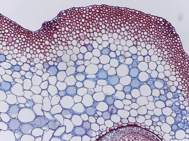istock Section of a Dryopteris Fern Stem 2239745277