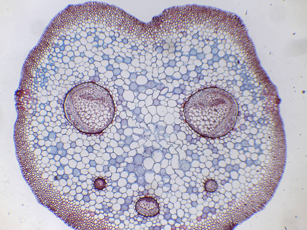 istock Section of a Dryopteris Fern Stem 2239745278