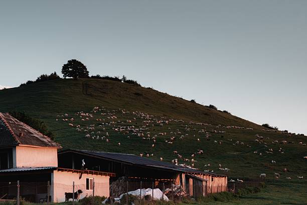 A serene countryside scene with a flock of sheep grazing on a green hillside near a farm building under a clear evening sky.