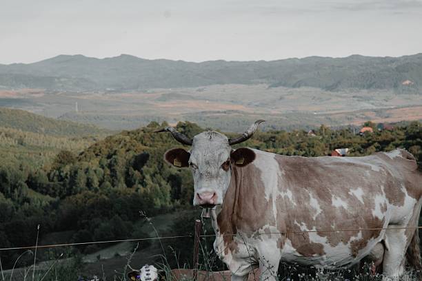 Dairy cow on the green pasture in the mountains of the Austrian Alps.