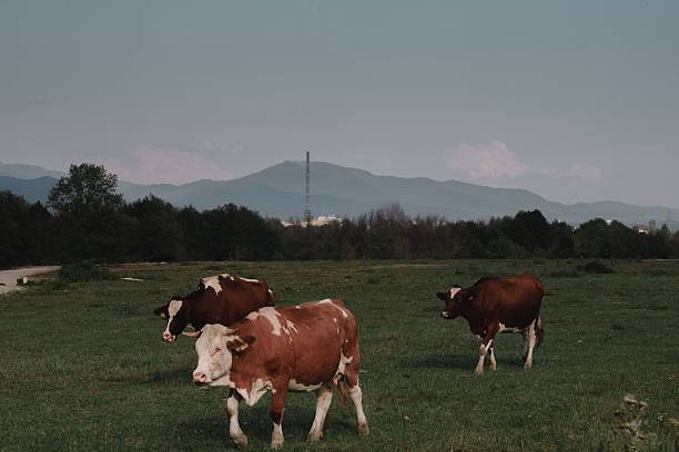 Cows grazing in a lush green field with mountains in the background under a clear sky, depicting a serene rural landscape.