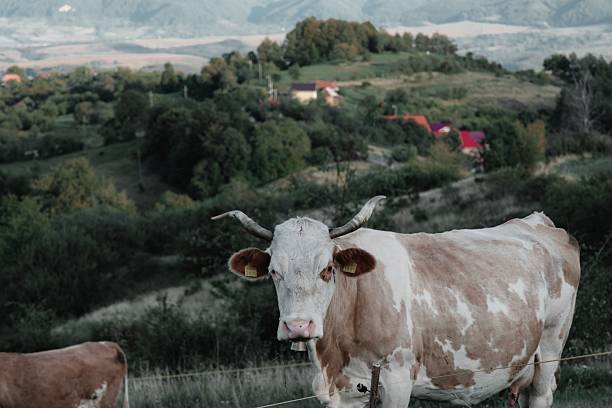 A cow standing in a lush green field with hills and red-roofed houses in the background, showcasing rural life.