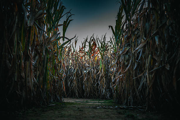 istock Mysterious, spooky atmosphere with backlight shining through the stalks 2239747575
