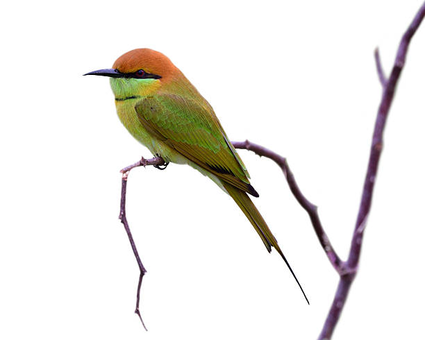 istock Chubby bird sitting on broken wooden branch on soft light day, asian green bee-eater, merops orientalis isolated on white background 2239747817