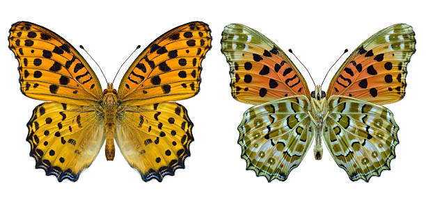 istock Silver-washed fritillary butterfly, Argynnis paphia, both hindwing and forewing isolated on white background 2239747923