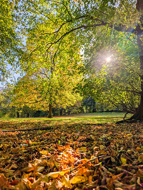 istock Fallen Autumn Leaves with Sun Flare in Park 2239748179