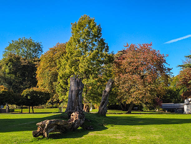 istock Old Tree Stump and Autumn Foliage in a Park 2239748759