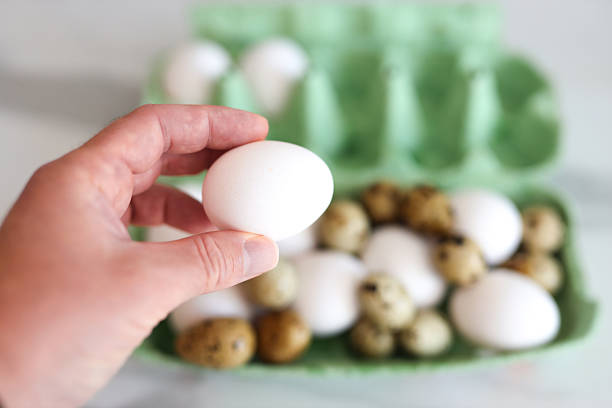 Hand holding white chicken egg over carton with quail and chicken eggs in background.