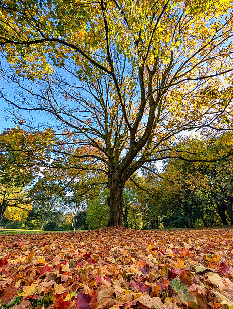 istock Vibrant Autumn Colours in a Welsh Park 2239748803