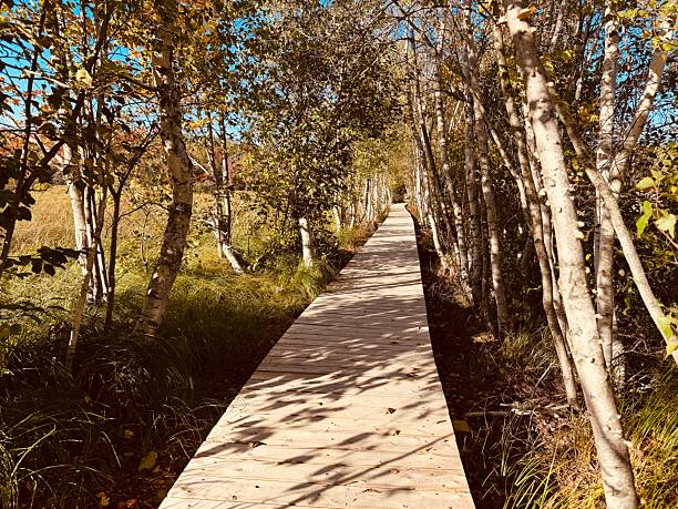 Hemlock Trail, Acadia National Park, USA